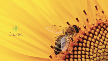 api