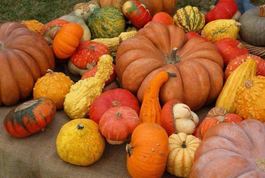 Zucca