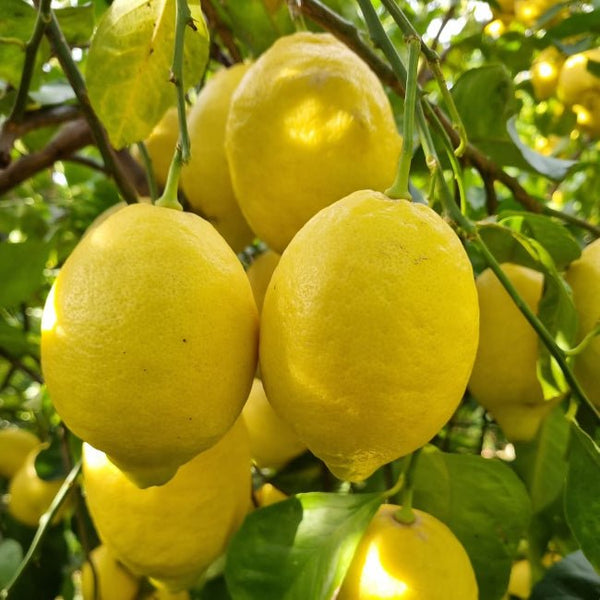 Limoni Biologici Lucani