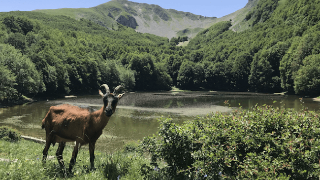 Formaggio di Capra Lucano prodotto a Lagonegro in Basilicata